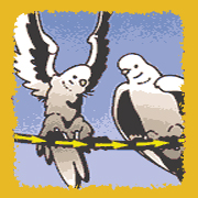 Birds on power line