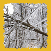 Fallen tree on power line