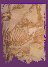Dinosaur fossils